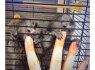 Parduodami marmozečių beždžionėlių jaunikliai