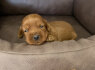 Cockapoo raudoni šuniukai (1)