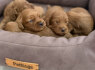 Cockapoo raudoni šuniukai (3)