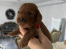 Cockapoo raudoni šuniukai (4)