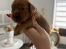 Cockapoo raudoni šuniukai (5)