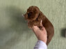 Cockapoo raudoni šuniukai (6)