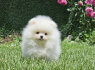 Pomeranijos BOO meškiukai Pomeranijos špicų šuniukai