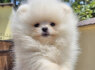 Pomeranijos BOO meškiukai Pomeranijos špicų šuniukai (2)