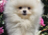 Pomeranijos BOO meškiukai Pomeranijos špicų šuniukai (3)