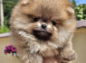 Pomeranijos BOO meškiukai Pomeranijos špicų šuniukai (4)