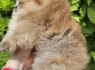 Pomeranijos BOO meškiukai Pomeranijos špicų šuniukai (5)