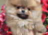 Pomeranijos BOO meškiukai Pomeranijos špicų šuniukai (6)