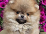 Pomeranijos BOO meškiukai Pomeranijos špicų šuniukai (7)