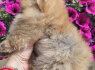 Pomeranijos BOO meškiukai Pomeranijos špicų šuniukai (8)