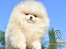 Pomeranijos BOO meškiuko tipo šuniukai Pomeranijos špicų šuniukai