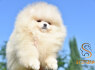 Pomeranijos BOO meškiuko tipo šuniukai Pomeranijos špicų šuniukai (2)