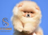 Pomeranijos BOO meškiuko tipo šuniukai Pomeranijos špicų šuniukai (3)