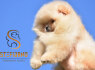 Pomeranijos BOO meškiuko tipo šuniukai Pomeranijos špicų šuniukai (4)