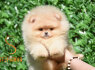 Pomeranijos BOO meškiuko tipo šuniukai Pomeranijos špicų šuniukai (5)