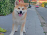 Akita Inu Gražūs FCI šuniukai (2)