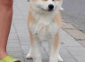 Akita Inu Gražūs FCI šuniukai (3)