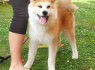 Akita Inu Gražūs FCI šuniukai (4)