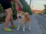 Akita Inu Gražūs FCI šuniukai (5)