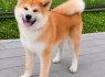 Akita Inu Gražūs FCI šuniukai (7)