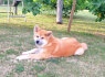 Akita Inu Gražūs FCI šuniukai (8)