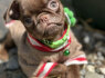Chocolate Petit Brabancon Smooth Brussel Griffon (1)