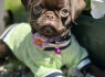 Chocolate Petit Brabancon Smooth Brussel Griffon (2)