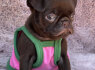Chocolate Petit Brabancon Smooth Brussel Griffon (3)