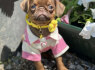 Chocolate Petit Brabancon Smooth Brussel Griffon (4)