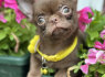 Lilac chocolate boys chihuahua