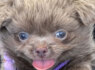 Lilac chocolate boys chihuahua (2)