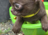Lilac chocolate boys chihuahua (3)