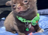 Lilac chocolate boys chihuahua (4)