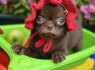 Lilac chocolate boys chihuahua (5)