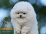 Pomeranian BOO meškiuko tipo šuniukai