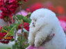 Pomeranian BOO meškiuko tipo šuniukai (2)