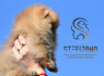 Pomeranian BOO meškiuko tipo šuniukai (3)