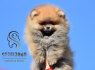 Pomeranian BOO meškiuko tipo šuniukai (4)