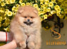 Pomeranian BOO meškiuko tipo šuniukai (5)