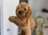 Goldendoodle Gražūs Šuniukai