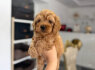 Goldendoodle Gražūs Šuniukai (3)