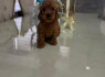 Goldendoodle Gražūs Šuniukai (4)