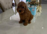 Goldendoodle Gražūs Šuniukai (5)