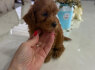 Goldendoodle Gražūs Šuniukai (7)