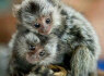 Parduodamos protingos marmozečių beždžionėlės