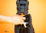 Cane Corso Gražūs šuniukai