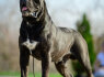 Cane Corso Gražūs šuniukai (10)
