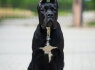 Cane Corso Gražūs šuniukai (2)