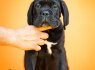 Cane Corso Gražūs šuniukai (4)