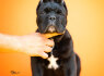 Cane Corso Gražūs šuniukai (5)